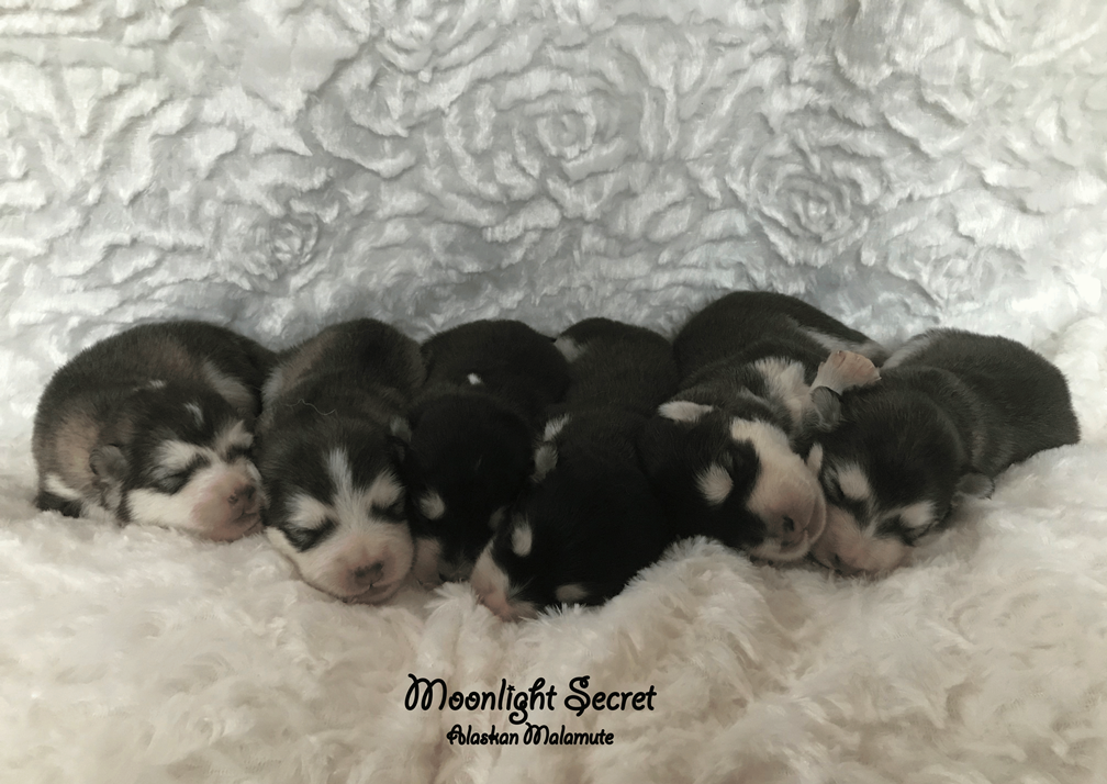 Zoey x Moose Nest/Litter 2023 - Moonlight Secret