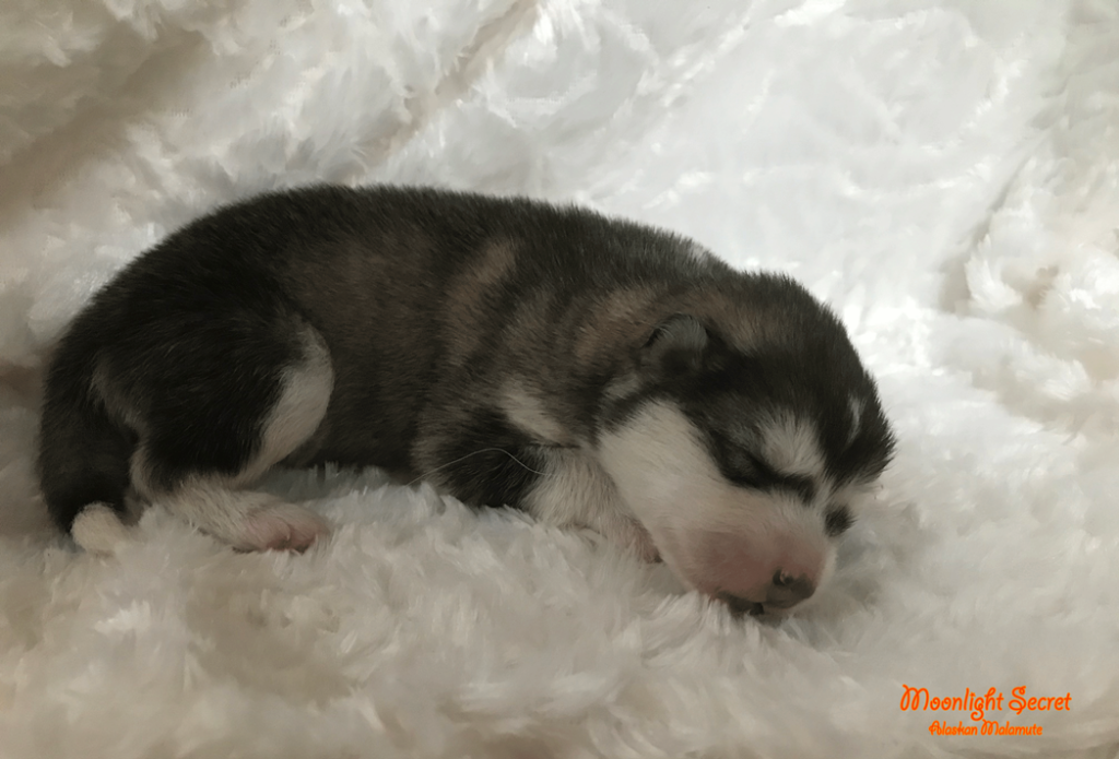 Zoey x Moose Nest/Litter 2023 - Moonlight Secret