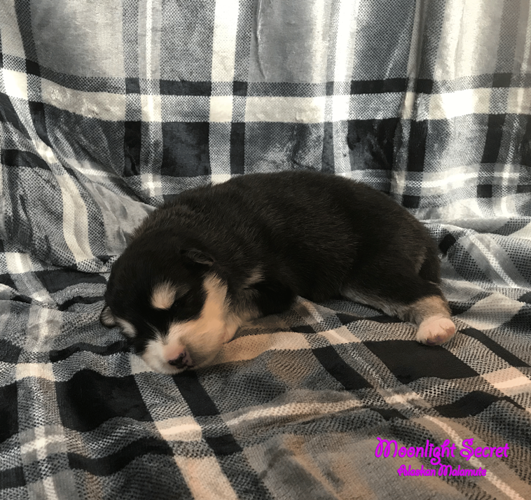 Zoey x Moose Nest/Litter 2023 - Moonlight Secret