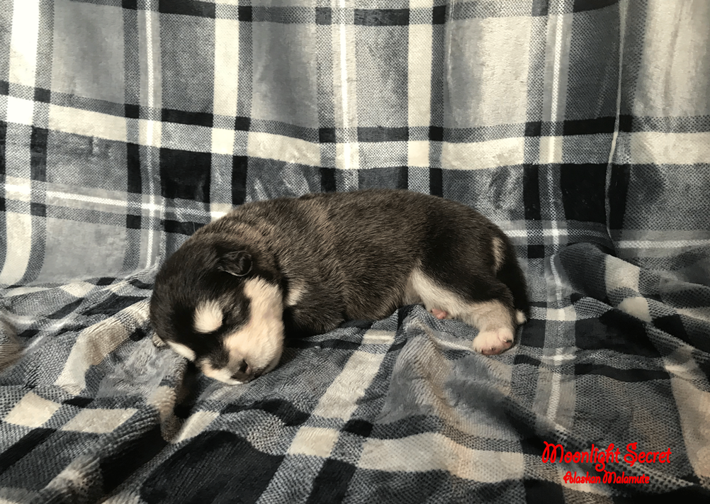 Zoey x Moose Nest/Litter 2023 - Moonlight Secret