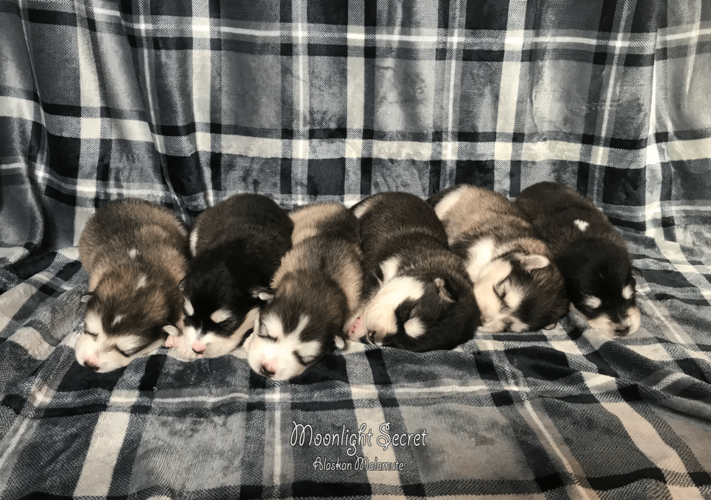 Zoey x Moose Nest/Litter 2023 - Moonlight Secret