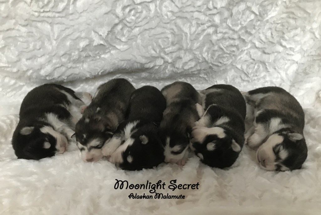 Zoey x Moose Nest/Litter 2023 - Moonlight Secret